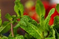 Bunch of fresh green mint leaves close up Royalty Free Stock Photo