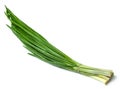 A bunch of fresh green onions isolated on a white background. Top view. Royalty Free Stock Photo