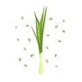 Bunch of fresh green onions. Royalty Free Stock Photo