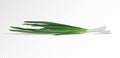 Bunch of fresh green onions. Vector illustration. Photo realistic vector green onion
