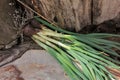 Bunch of fresh Green onions on wooden background in a sunny day in the garden. The first spring harvest Royalty Free Stock Photo