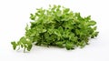 a bunch of fresh green oregano leaves isolated on a white background