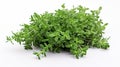 a bunch of fresh green oregano leaves on a white background