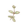 Bunch of Fresh green oregano twigs isolated icon. Spring Rareripes. hastings, farm market, Vector illustration. hand-drawn