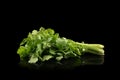 Bunch of fresh green organic cilantro isolated on black mirror background Royalty Free Stock Photo