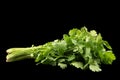 Bunch of fresh green organic cilantro isolated on black mirror background Royalty Free Stock Photo