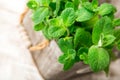 Bunch of Fresh green organic mint leaf on wooden table closeup. Royalty Free Stock Photo