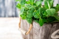 Bunch of Fresh green organic mint leaf on wooden table closeup. Royalty Free Stock Photo