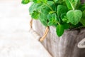 Bunch of Fresh green organic mint leaf on wooden table closeup. Royalty Free Stock Photo