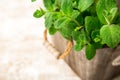 Bunch of Fresh green organic mint leaf on wooden table closeup. Royalty Free Stock Photo