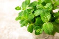 Bunch of Fresh green organic mint leaf on wooden table closeup.