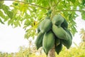 Bunch of fresh green papaya fruits on papaya tree. Family farming. Food industry. Organic food. Material for traditional food in