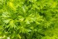 Bunch of fresh green parsley leaves close up, background Royalty Free Stock Photo