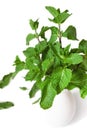 Bunch fresh green peppermint with some fallen leaves in ceramic light vase isolated white background