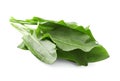 Bunch of fresh green sorrel leaves on white background