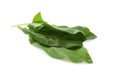 Bunch of fresh green sorrel leaves on white background Royalty Free Stock Photo
