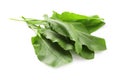 Bunch of fresh green sorrel leaves on white background Royalty Free Stock Photo