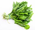 Bunch of fresh green sorrel leaves on white