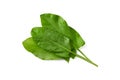 Bunch of fresh green sorrel leaves on white background, above view Royalty Free Stock Photo