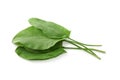 Bunch of fresh green sorrel leaves on white background, above view Royalty Free Stock Photo