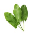 Bunch of fresh green sorrel leaves on white background, above view Royalty Free Stock Photo