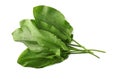 Bunch of fresh green sorrel leaves on white background, above view Royalty Free Stock Photo