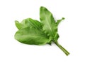 Bunch of fresh green sorrel leaves on white background, above view Royalty Free Stock Photo