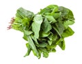 bunch of fresh green spinach herb isolated