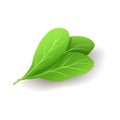 Bunch of fresh green spinach leaves icon isolated on white background, healthy organic food, vector illustration. Royalty Free Stock Photo
