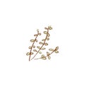 Bunch of Fresh green Thyme twigs isolated icon. Spring Rareripes. hastings, farm market, Vector illustration. hand-drawn