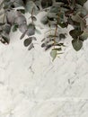 Bunch of fresh greenery eucaliptus gunni from Israel on marble tabletop background, top view.