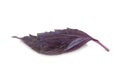 A bunch of fresh home red basil. Healthy lifestyle. Royalty Free Stock Photo