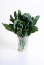 Bunch of fresh lacinato kale