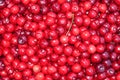 Bunch of fresh, juicy, ripe cherries Royalty Free Stock Photo