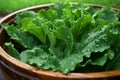 Freshly Washed Kale Leaves in Wooden Salad Bowl