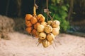 Bunch of Fresh King coconuts for Sale to Tourists on the Beach Royalty Free Stock Photo