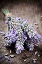 Bunch of fresh lavender