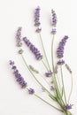 Bunch of fresh lavender flowers Royalty Free Stock Photo