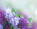 Fresh lilac flowers