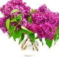 Lilac flowers in glass vase close up isolated on white background Royalty Free Stock Photo