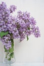 Bunch of fresh lilac flowers in glass vase close up isolated on white background Royalty Free Stock Photo