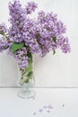 Bunch of fresh lilac flowers in glass vase close up isolated on white background Royalty Free Stock Photo