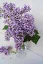 Bunch of fresh lilac flowers in glass vase close up isolated on white background Royalty Free Stock Photo