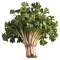 Bunch of Fresh Lovage, a Versatile Herb for Culinary and Medicinal Use. Royalty Free Stock Photo
