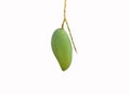 Fresh green mango isolated on a white background. Clipping path