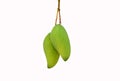 Fresh green mango isolated on a white background. Clipping path Royalty Free Stock Photo