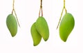 Fresh green mango isolated on a white background. Clipping path Royalty Free Stock Photo