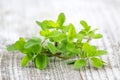 Bunch of fresh marjoram Royalty Free Stock Photo
