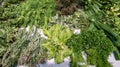 Bunch of fresh may herbs in market mint, basil, parsley and rosemary herb as background Royalty Free Stock Photo