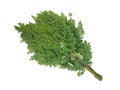 Bunch of fresh moringa leaves (moringa oleifera) isolated on white background Royalty Free Stock Photo